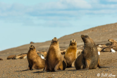 Southern Sea Lions  30