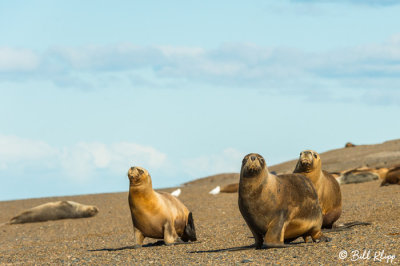 Southern Sea Lions  31