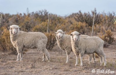 Sheep Estancia La Ernestina