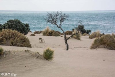 Dunes, Peninsula Valdes  5