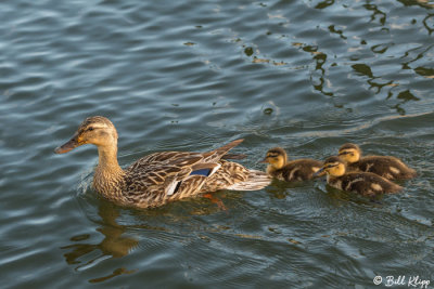 Mallard Ducks  16