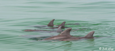 Bottlenose Dolphins 11