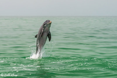 Bottlenose Dolphins  16