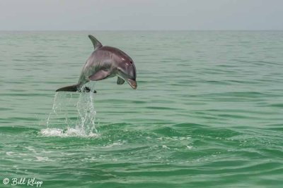 Bottlenose Dolphins 17