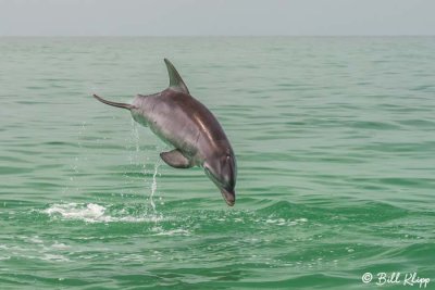 Bottlenose Dolphins  18