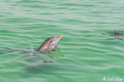 Bottlenose Dolphins  19