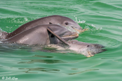 Bottlenose Dolphins  20