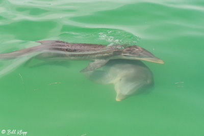 Bottlenose Dolphins  21