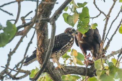 Adult & Juvenile Hawks sharing a ground Squirrel Meal  