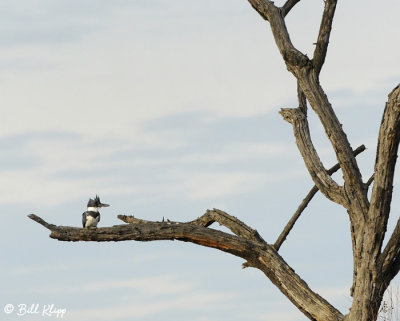 Belted Kingfisher  1