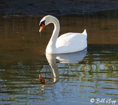 Swan  1