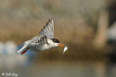 Forester's Tern  2