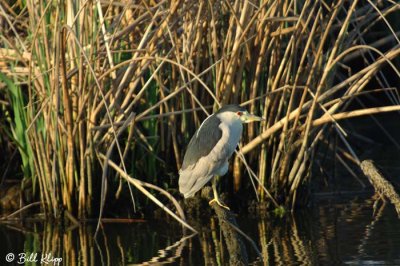 Black Crowned Night Heron  2