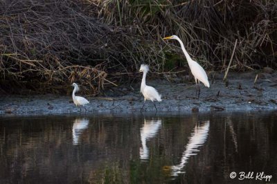 Snowy Egrets & Great Egret  2
