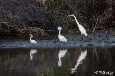 Snowy Egrets & Great Egret 2
