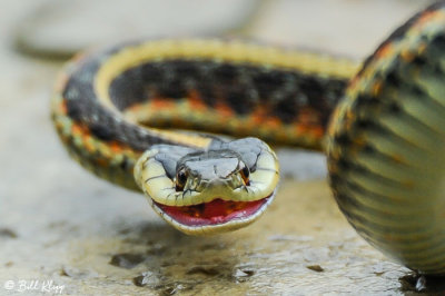 Garter Snake  1