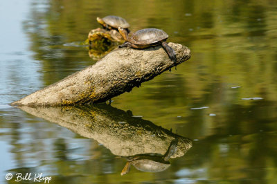 Pacific Pond Turtles  3