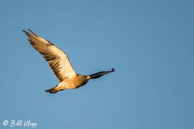 Swainson's Hawk 2