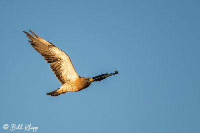 Swainson's Hawk  2