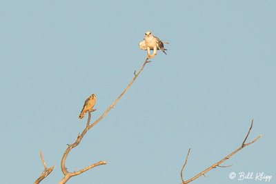 White Tailed Kite & American Kestrel  5