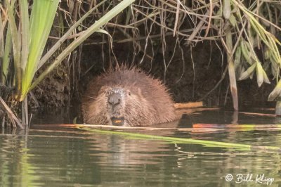 Beaver 21