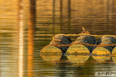 Western Pond Turtles  9