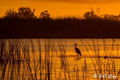 Great Blue Heron Sunset  28