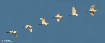 Great Egret  (composite) 5