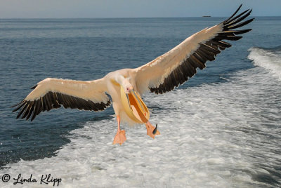 White Pelican, Walvis Bay  5