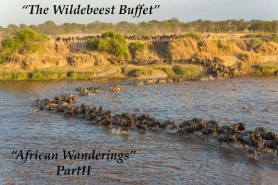 “Wildebeest Buffet” – All you can eat