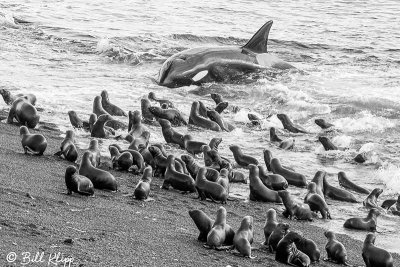 Killer Whale Beach Attack  13 B&W