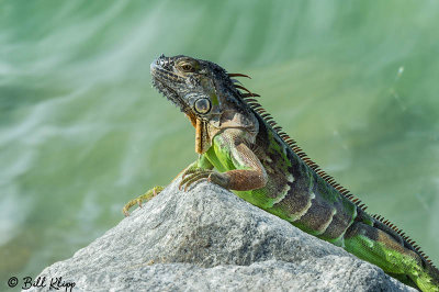 Green Iguana  5