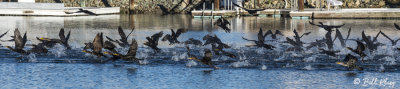 Cormorant take-off 7