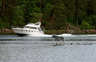 Ulf hrstrms lg i Edsviken