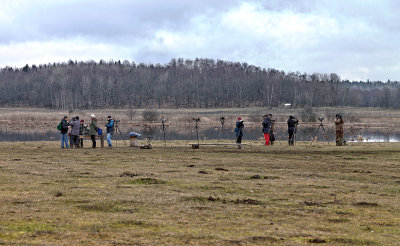 Flera arter av fgelskdare vid Sbysjns vtmark 
