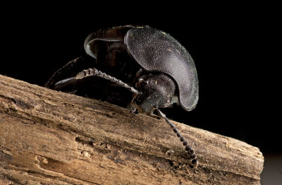 En skogstordyvel i Hansta naturreservat spanar in inkrktaren