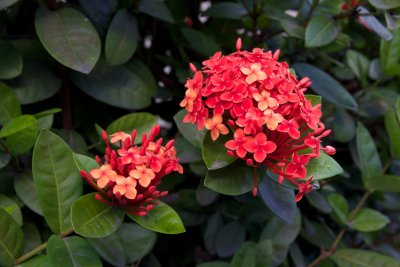_MG_5798.jpg