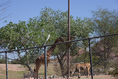 Phoenix Zoo 030715