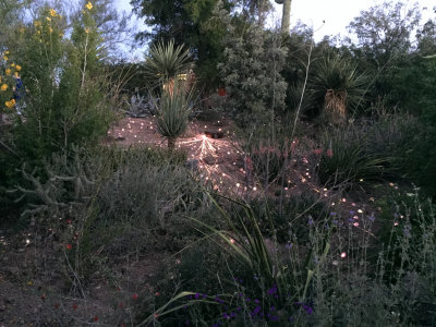 Desert Botanical Garden Lights 042416