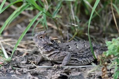 Texas Horned Lizard (Horned Toad)