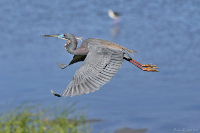 TriColoredHeron2.jpg