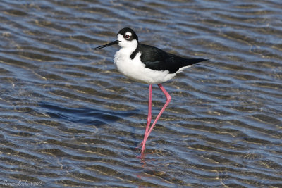 Stilt280Per.jpg