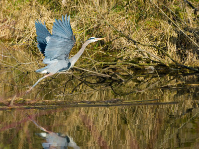 Great Blue Heron Reserve