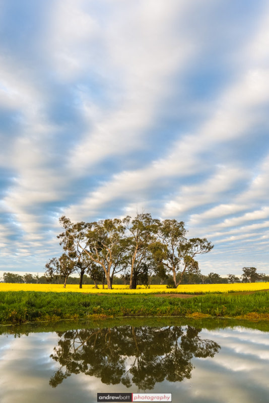 Canola