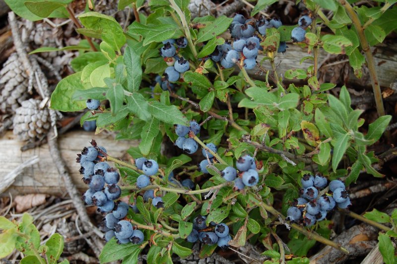 Blueberry