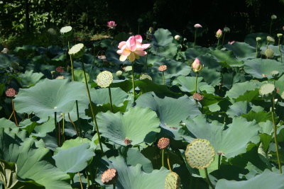 lotus flower.JPG