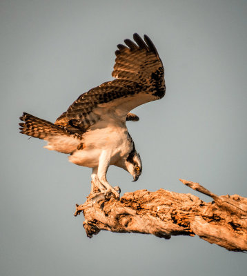 Osprey Spreading Wings
