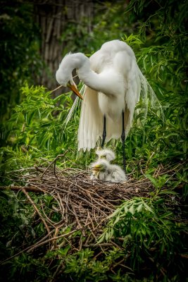 Tending to the Chicks