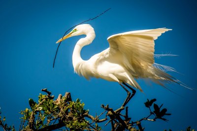 Egret With Twig