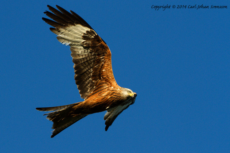 Red Kite / Glada